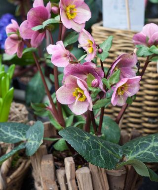 hellebore in container showing pink flowers