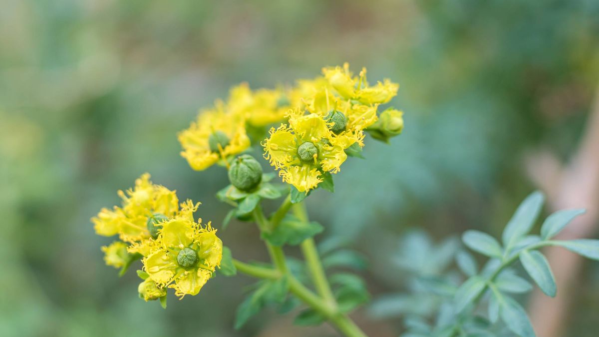 4 Surprising Plants That Keep Flies Away – Tell Them to Buzz Off With These Perfect Patio Picks, so You Can Stop Swatting