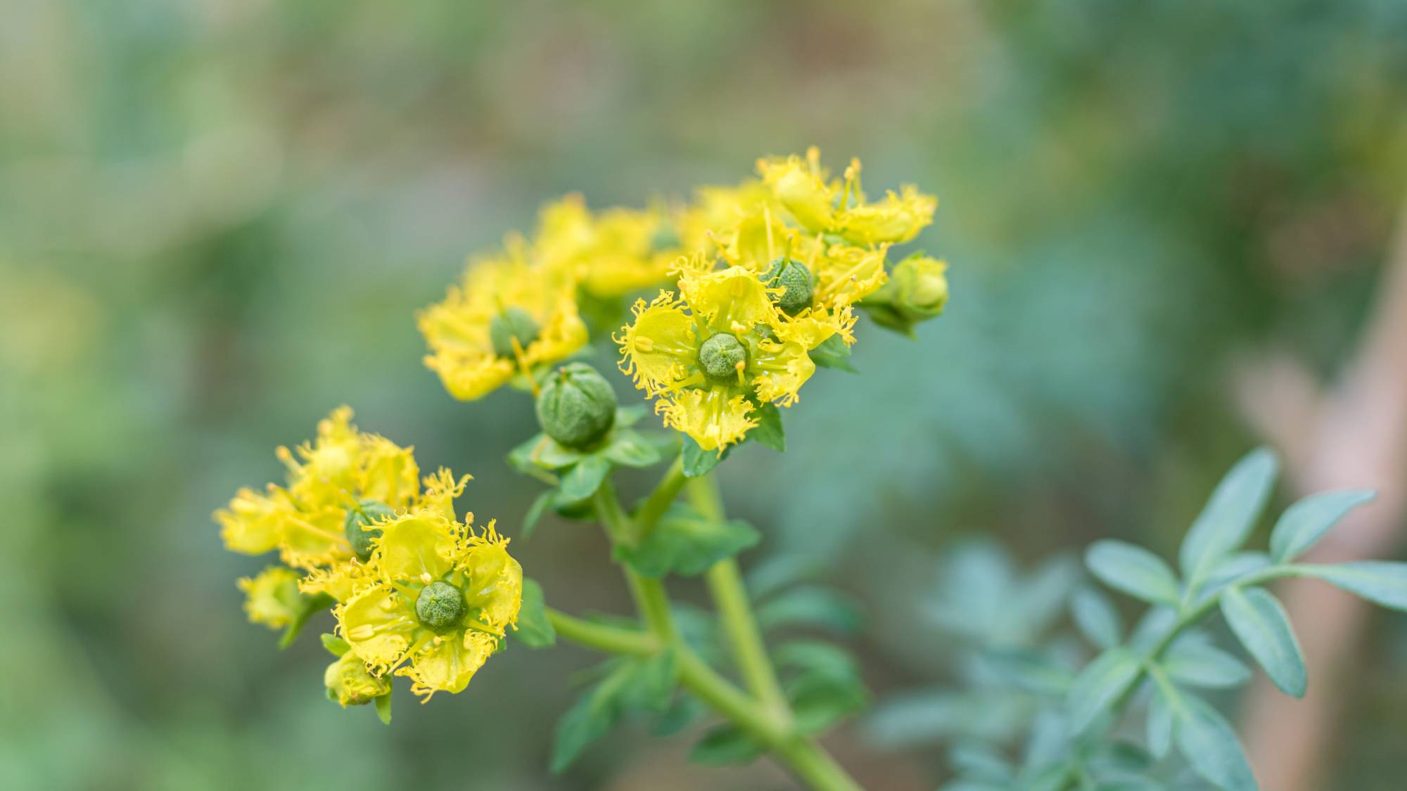 Blossoms on yellow common rue plant