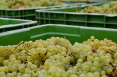 Harvested Chardonnay grapes