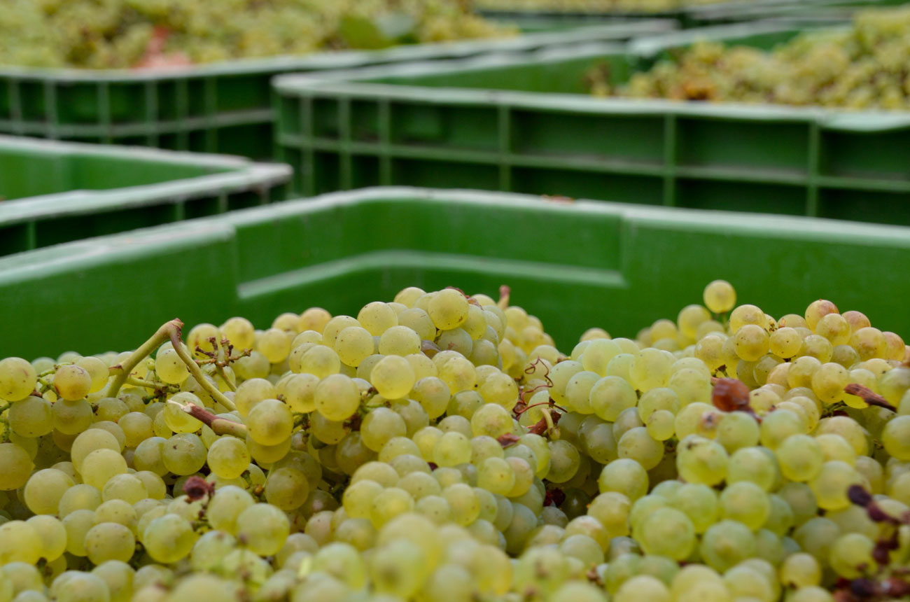 Harvested Chardonnay grapes