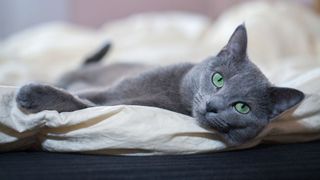 Popular cat breeds