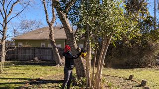 A Future reviewer in a yard testing the DeWalt 20V MAX XR DCCS620P1 12 in. Battery Chainsaw