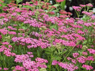 pink achillea (yarrow) flowers