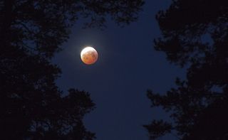 The blood moon peeks out from behind the trees in this photo taken by Hans Åberg near Stockholm, Sweden at 7 a.m. local time (0600 GMT), about 15 minutes after totality ended and just under an hour before the partial phase ended.