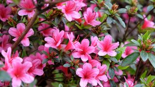 pink flowers and dark green leaves of evergreen shrub azalea rhododendron 'Silvester'