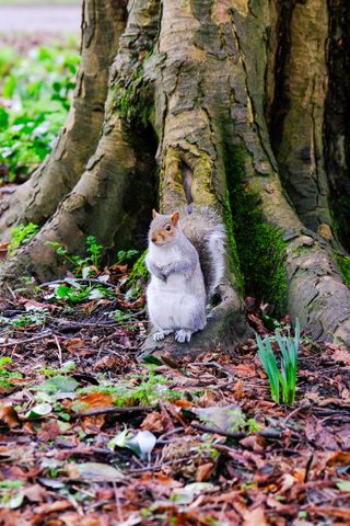 A photo of a grey squirrel standing upright at the base of a tree, with brown leaves and green vegetation around it.