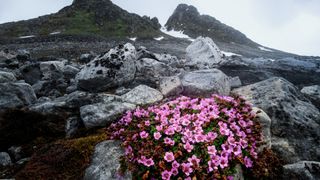 Pink flowers growing at the Arctic-Alpine gardens in Norway