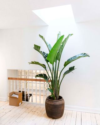 A plant pot in the hallway