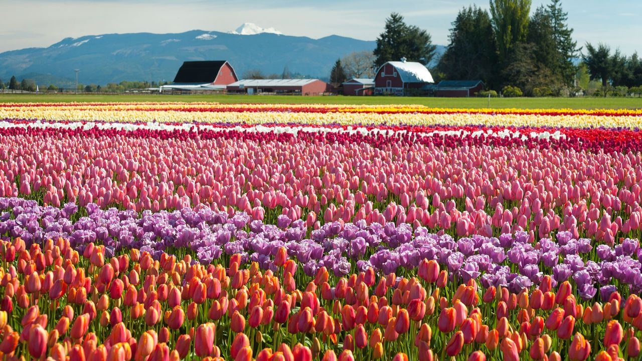 tulip fields filled with different tulip breeds