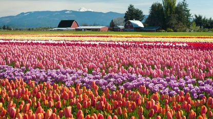 tulip fields filled with different tulip breeds