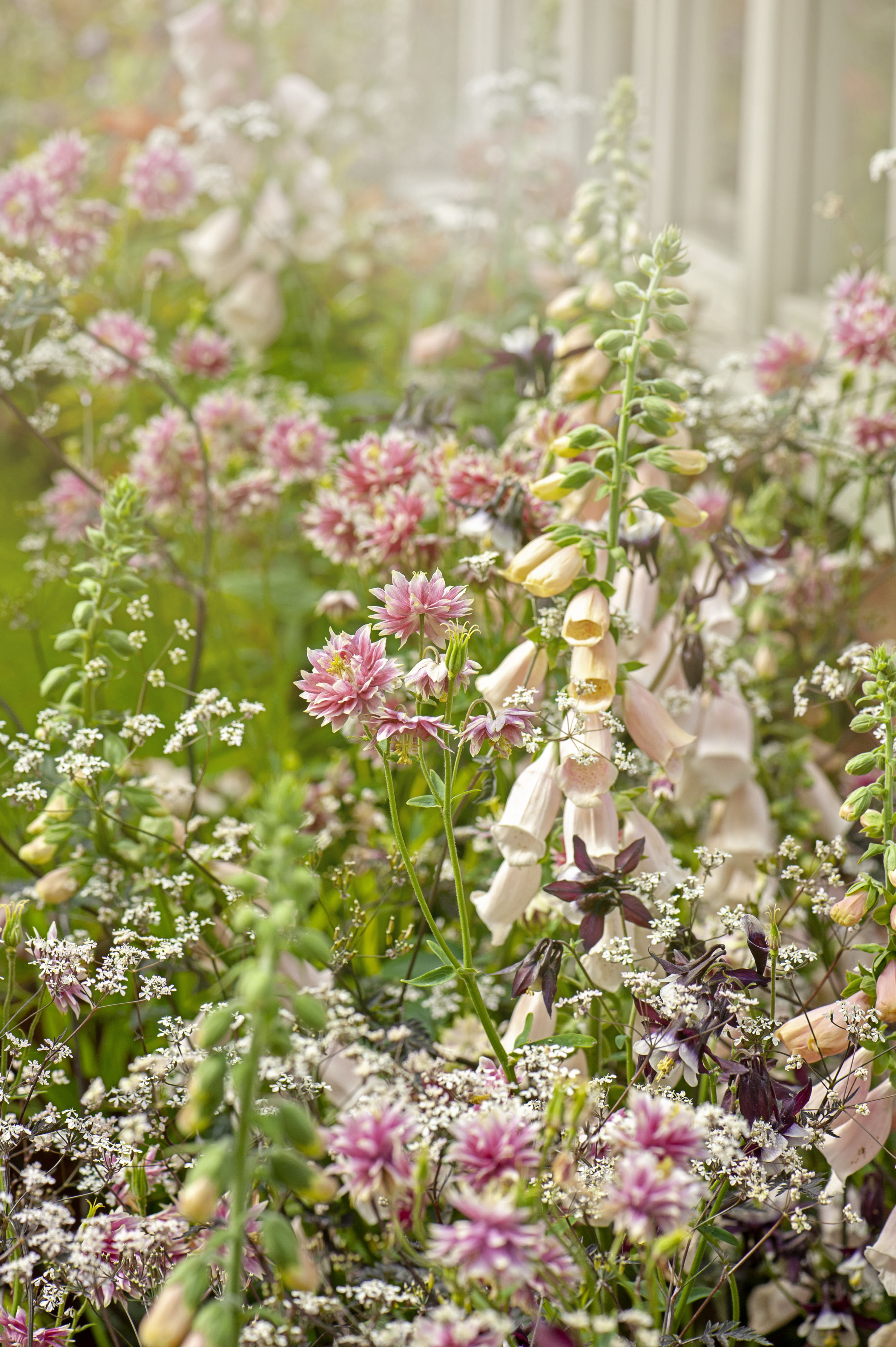 foxgloves in cottage garden