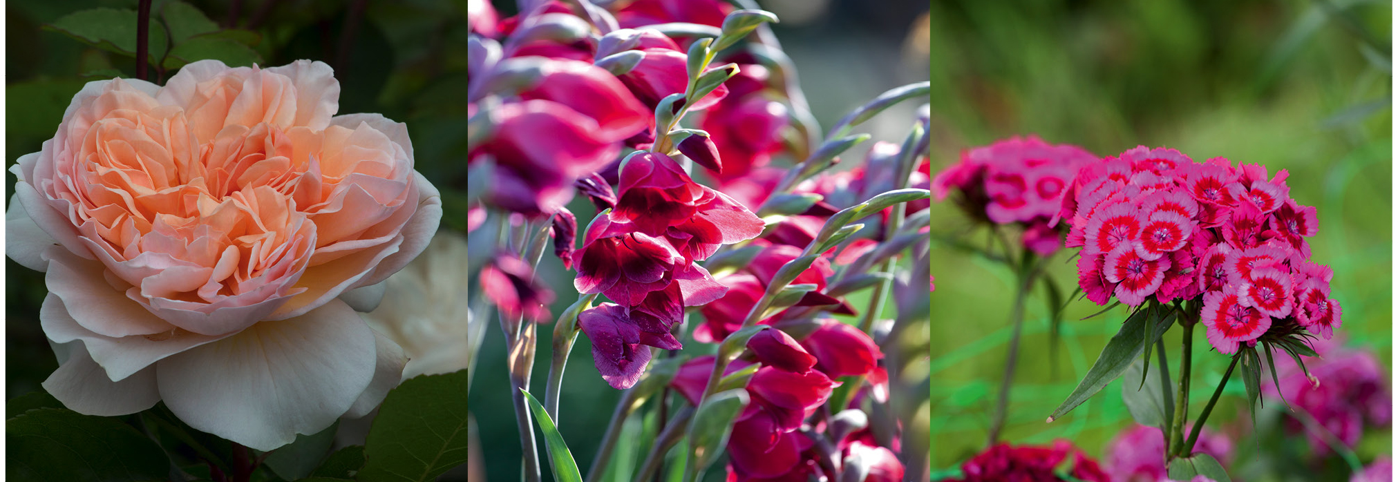 flowers for a cutting garden 3