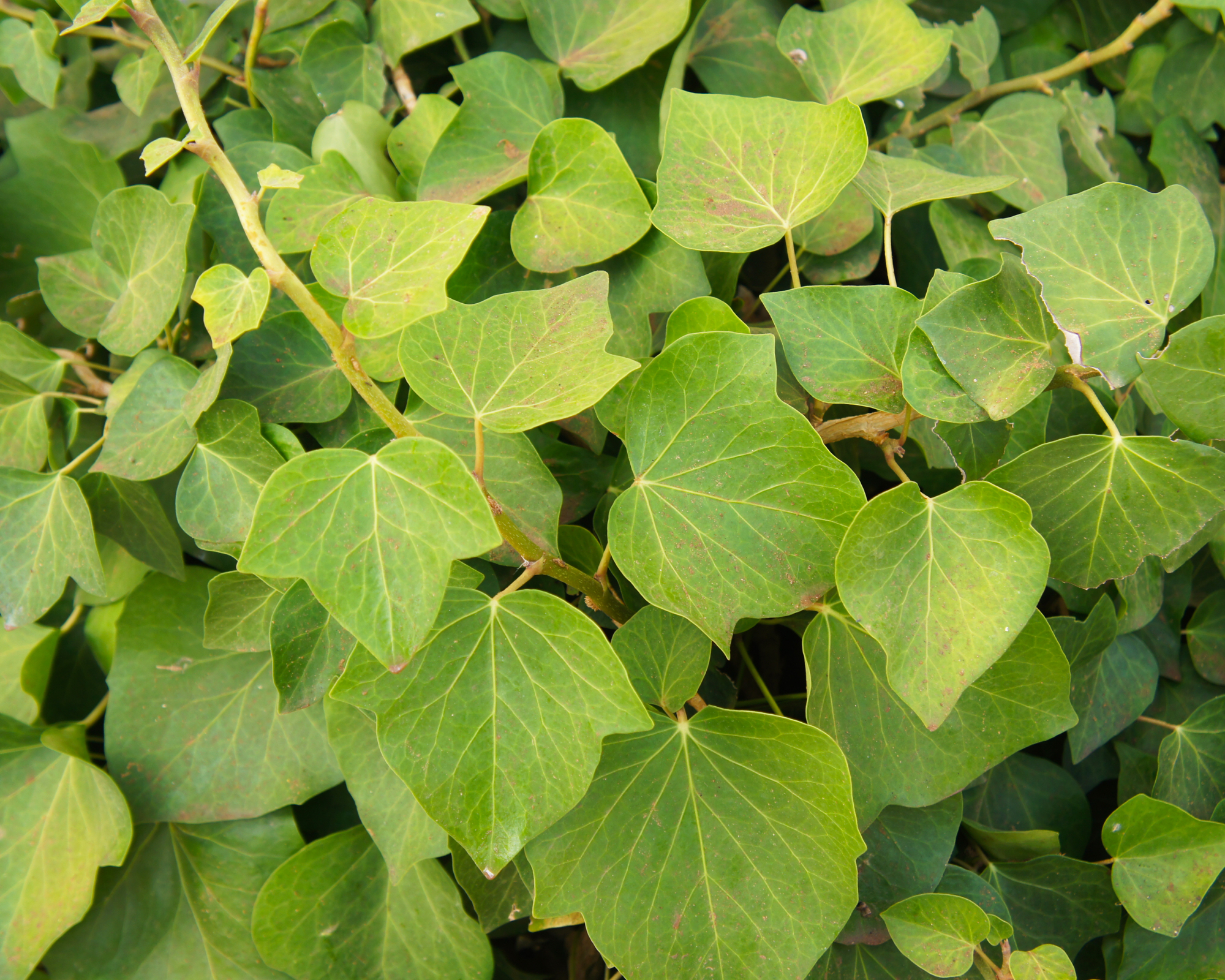 Algerian ivy leaves