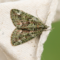 Green carpet moth on a peice of beige fabric.