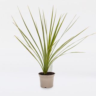 plant pot
