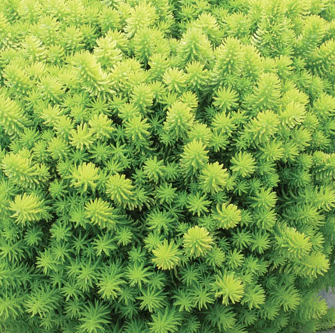 Angelina Sedum Rupestre Plant