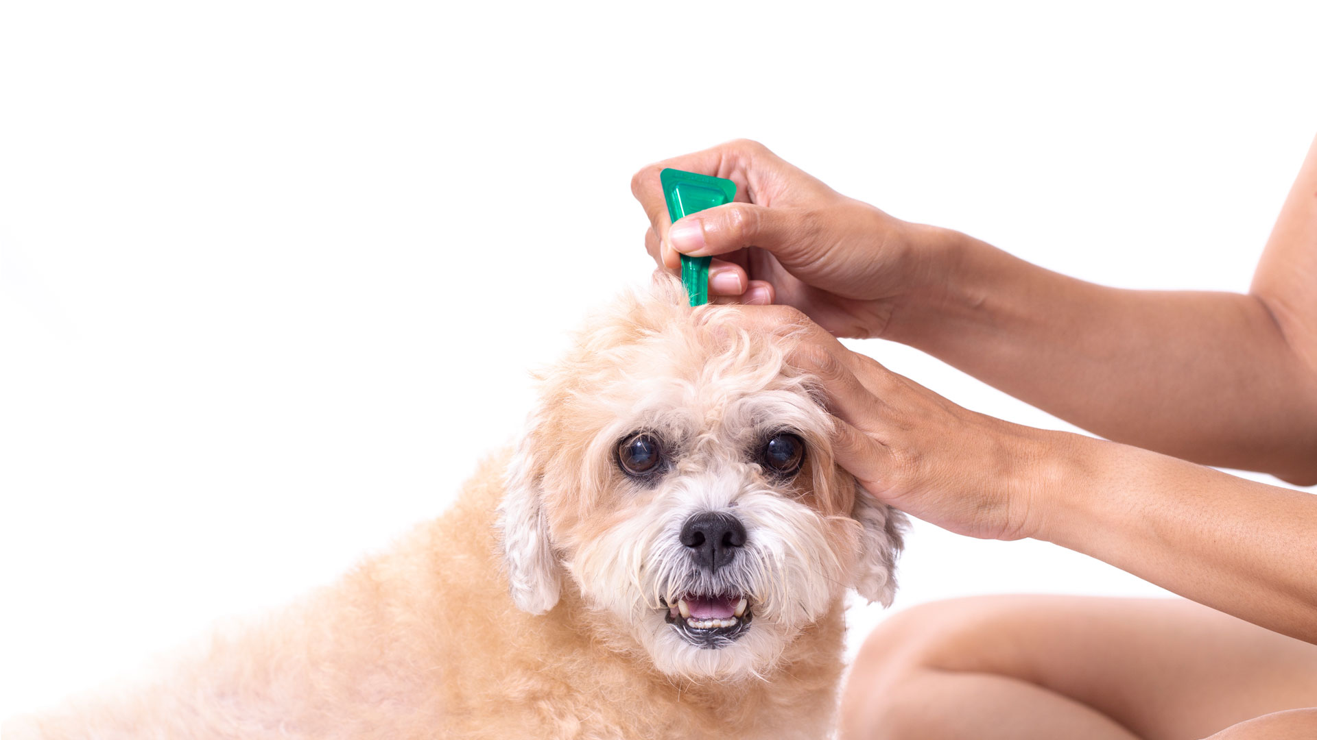 Flea treatment being put onto a dog