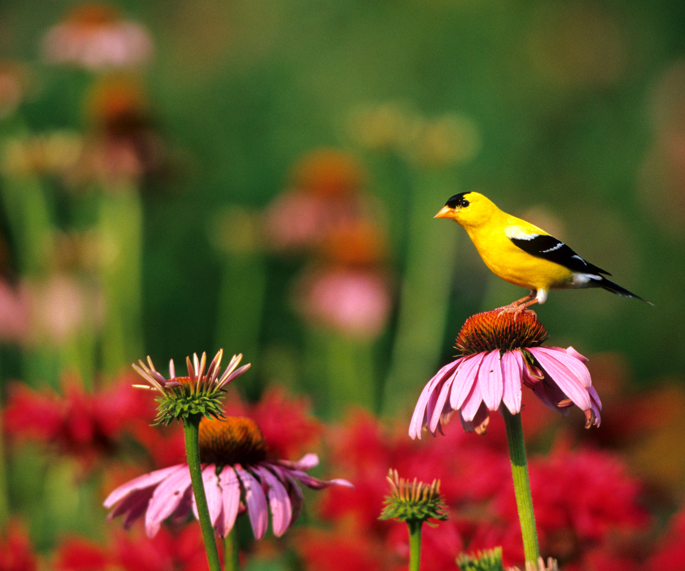 goldfinch sitting on pink coneflower plants