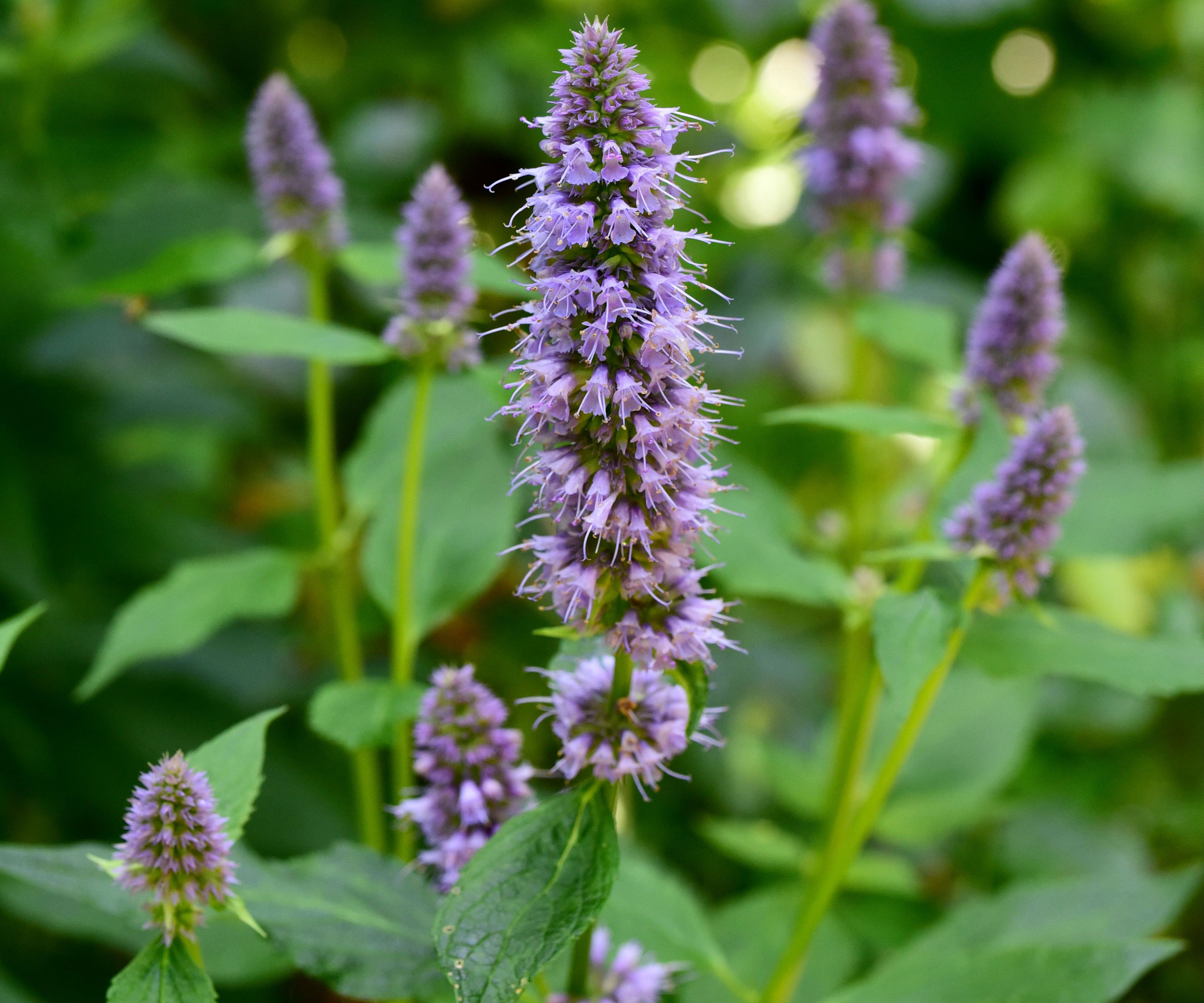 Agastache Blue Fortune plant with purple flowers and foliage