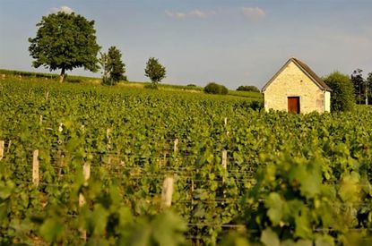Grand Cru Chablis 2022