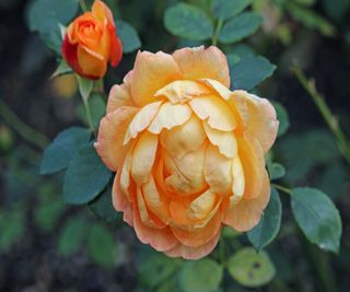 Rosa 'Lady of Shalott' has cup-shaped apricot flowers