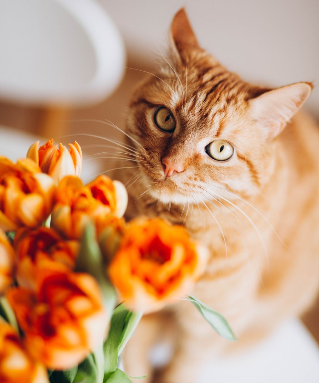 Are tulips toxic to cats? Experts reveal all