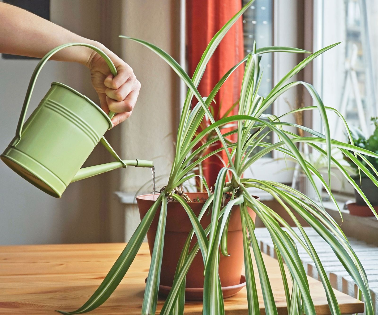 Spider Tips Set How To Make A Spider Plant Bushier – Spider Tips For Success ...