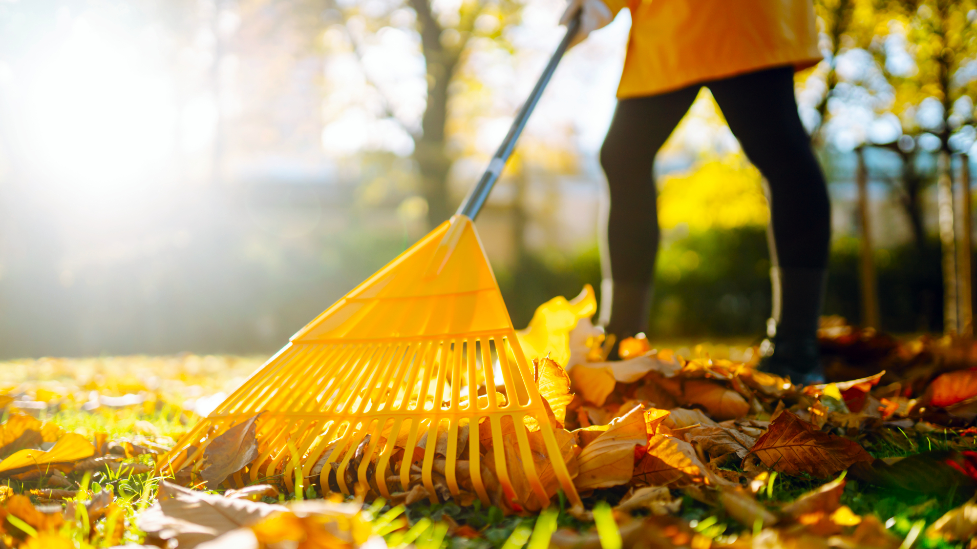 Raking fallen leaves. The gardener rakes leaves in preparation to make compost from fall leaves