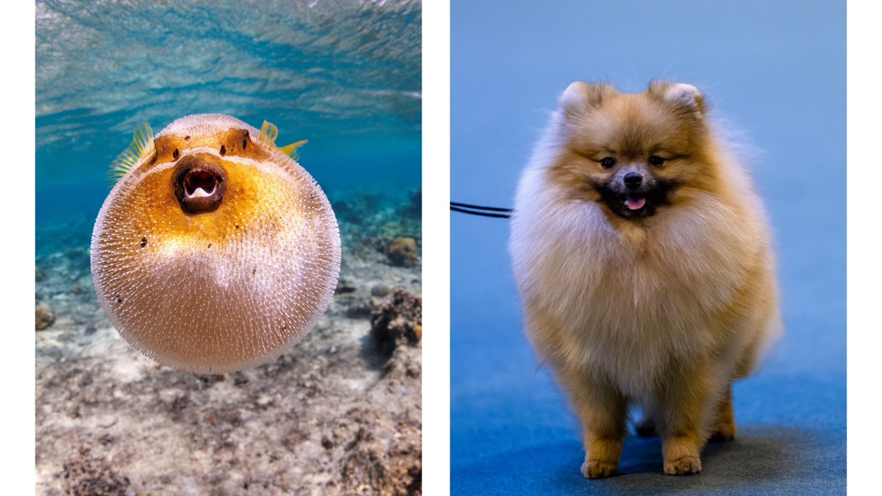 Side-by-side comparison of an inflated pufferfish and a Pomeranian, highlighting their similarly round shapes, fluffy appearance and surprisingly large personalities.