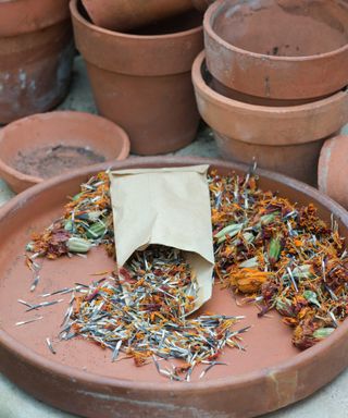 marigold seeds in envelope on terracotta saucer