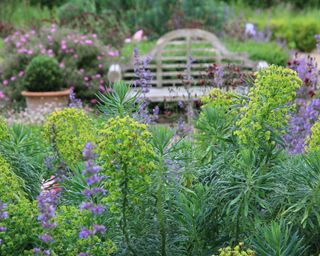 An English garden bed with drought tolerant planting