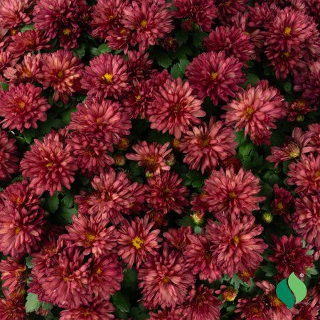 Red Chrysanthemums