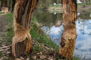 Beavers use their large upper incisors to cut down trees for their lodges and dams.