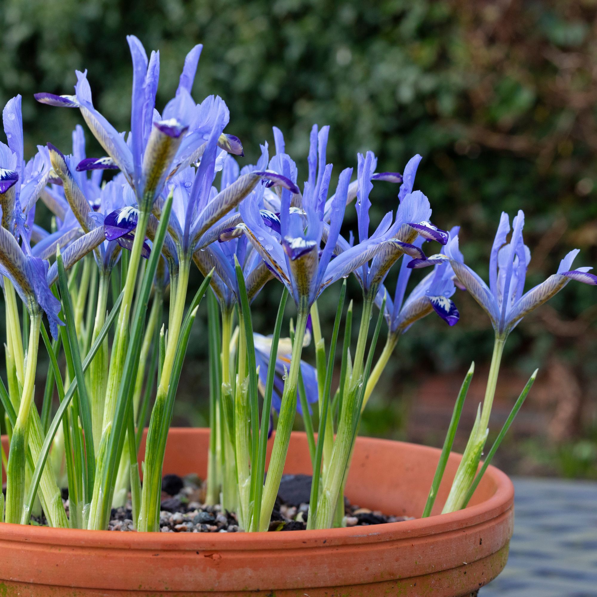 dwarf iris flowers in container