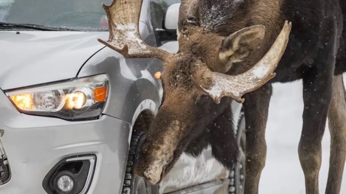 Dont Let Moose Lick Your Cars Warns Parks Canada Advnture