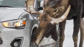 Moose licking car