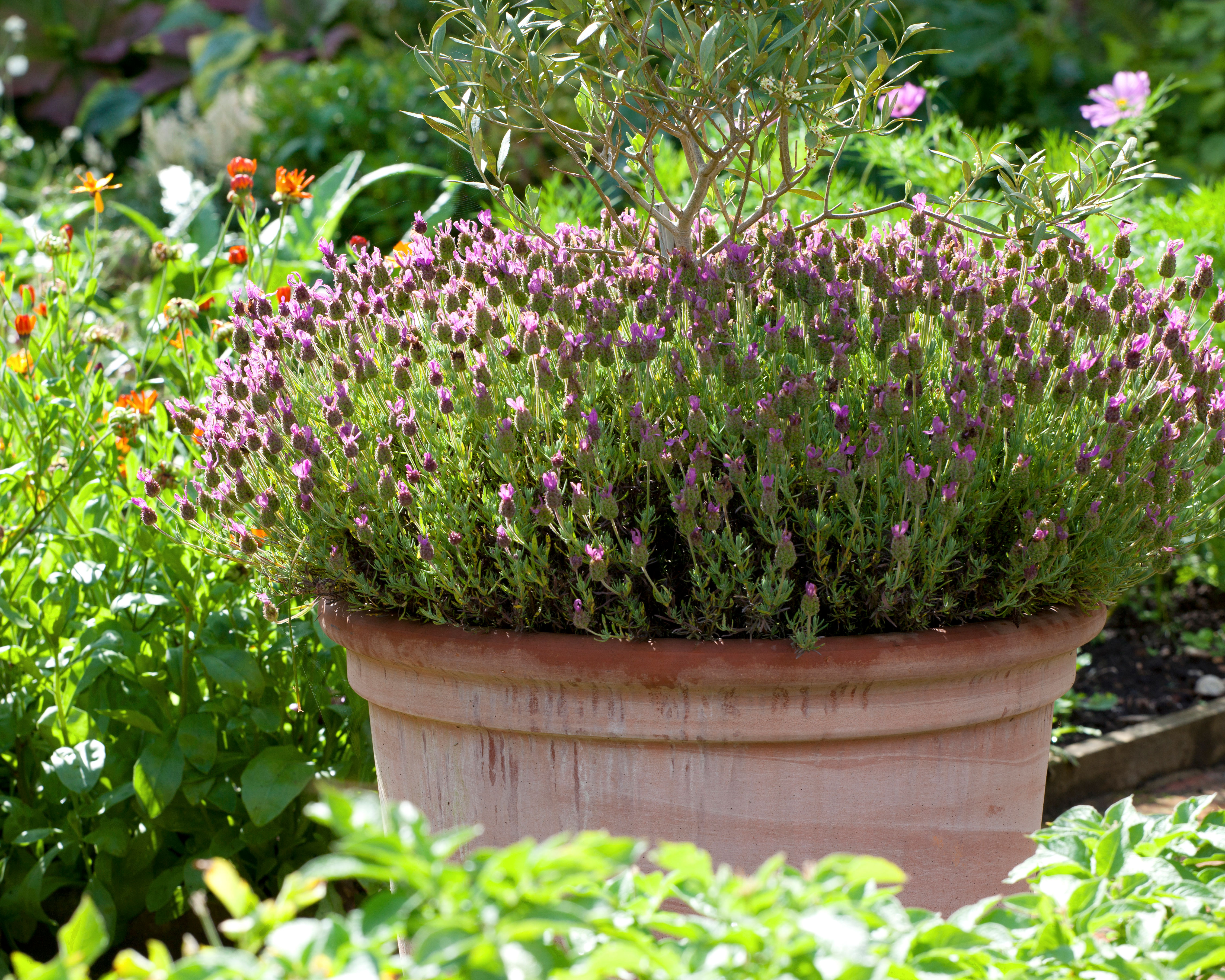 lavender planted in a terracotta pot in a garden