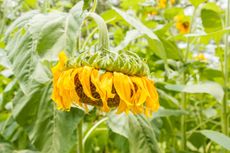 droopy sunflower
