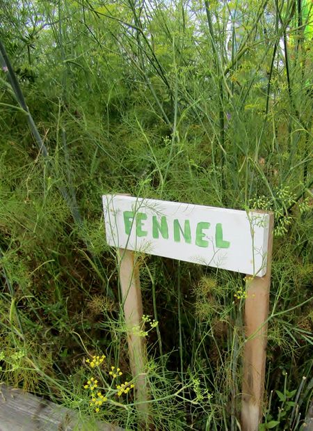 fennel