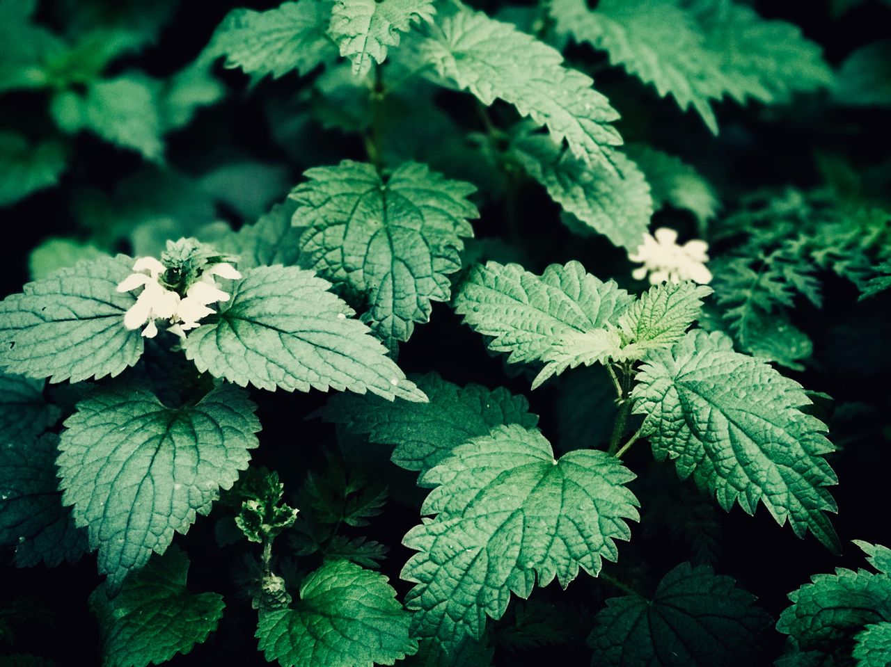 Stinging nettle benefits good to eat and good for wildlife Homes