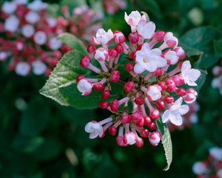 Small pink flowers and red buds on a Viburnum carlesii 'Aurora'