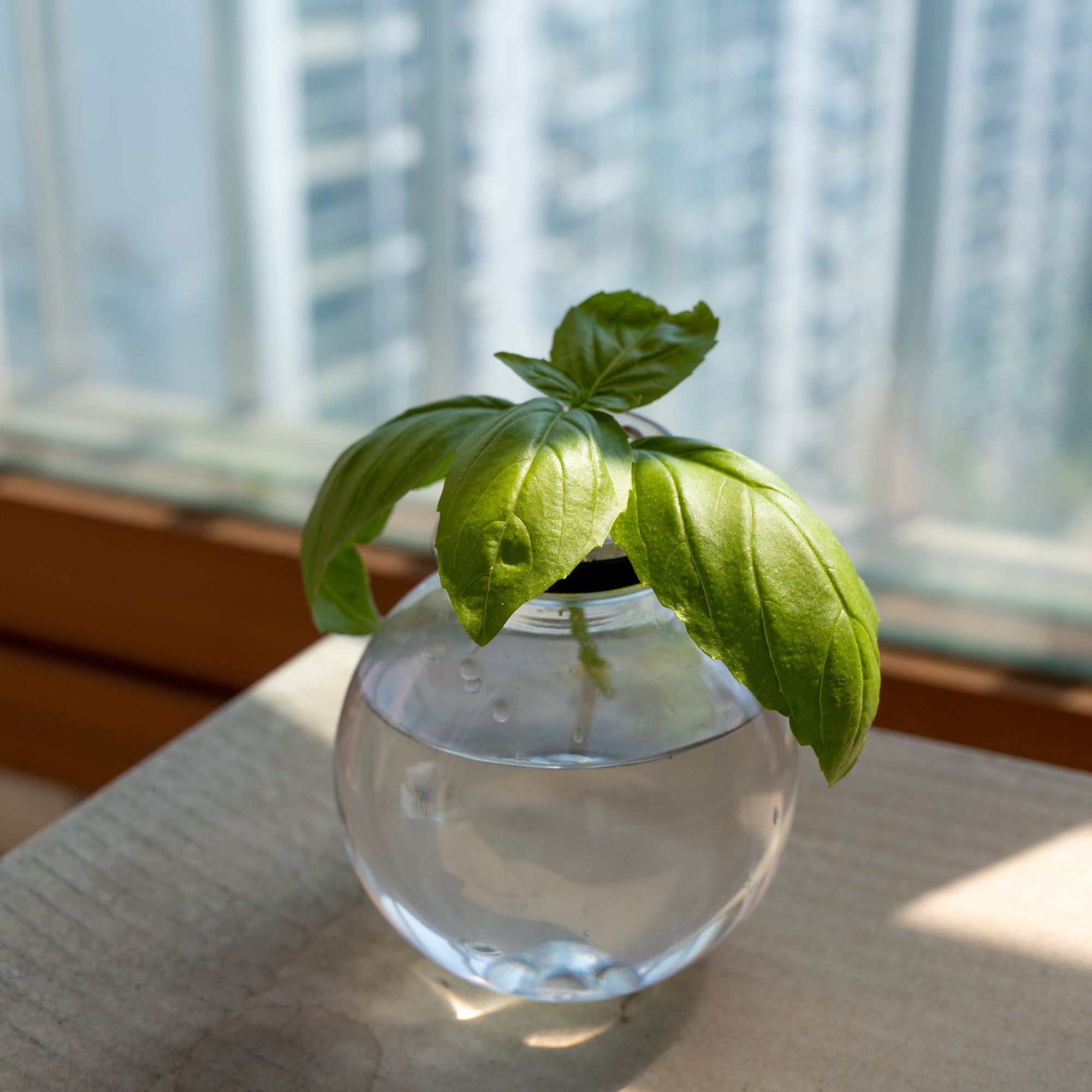 Sweet basil growing in hydroponic vase