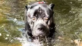 Cane Corso that acts like a panther emerging from water