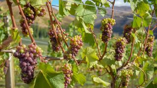Pinot gris grapes in Central Otago, New Zealand