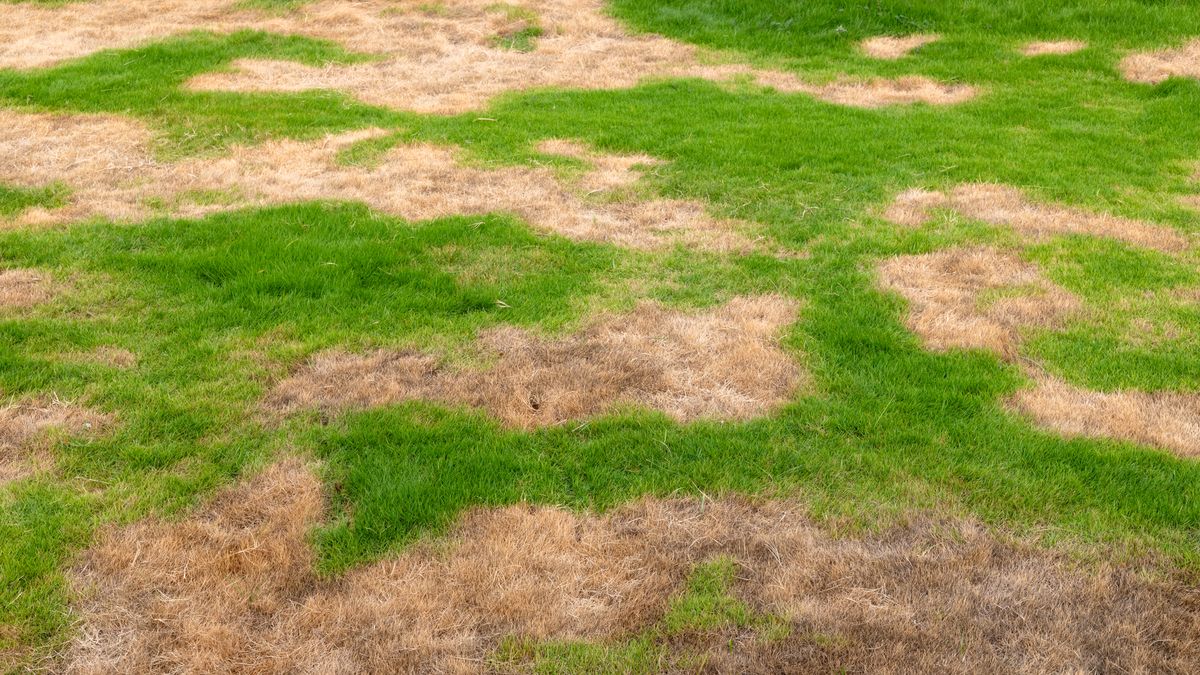 9 Common Lawn Diseases Every Homeowner Needs to Know – and the Best Ways to Treat Them
