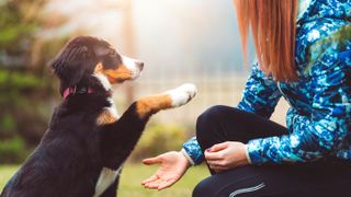 Training a rescue dog