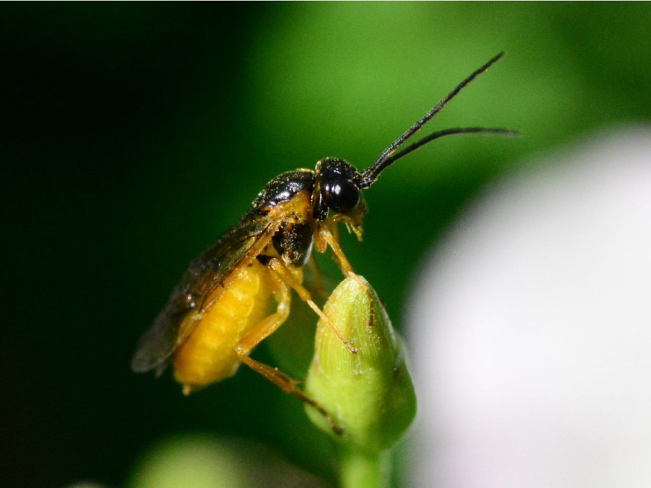 Close Up Of A Sawfly Insect