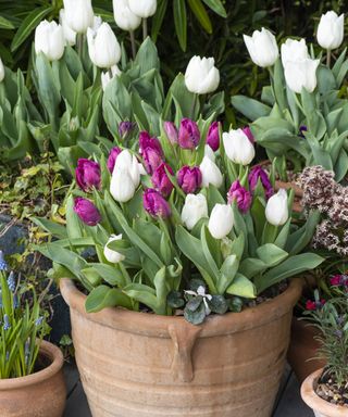 A terracotta pot planted with an early spring mix of white with pink tulips.