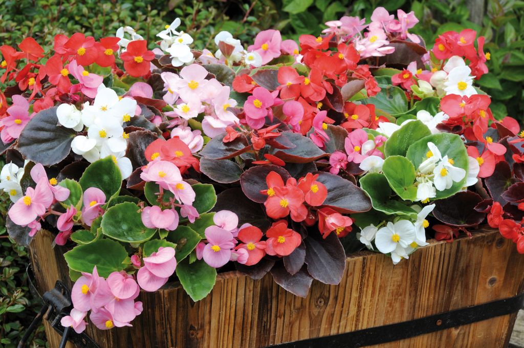 5 plug plants that will transform your bedding displays this summer